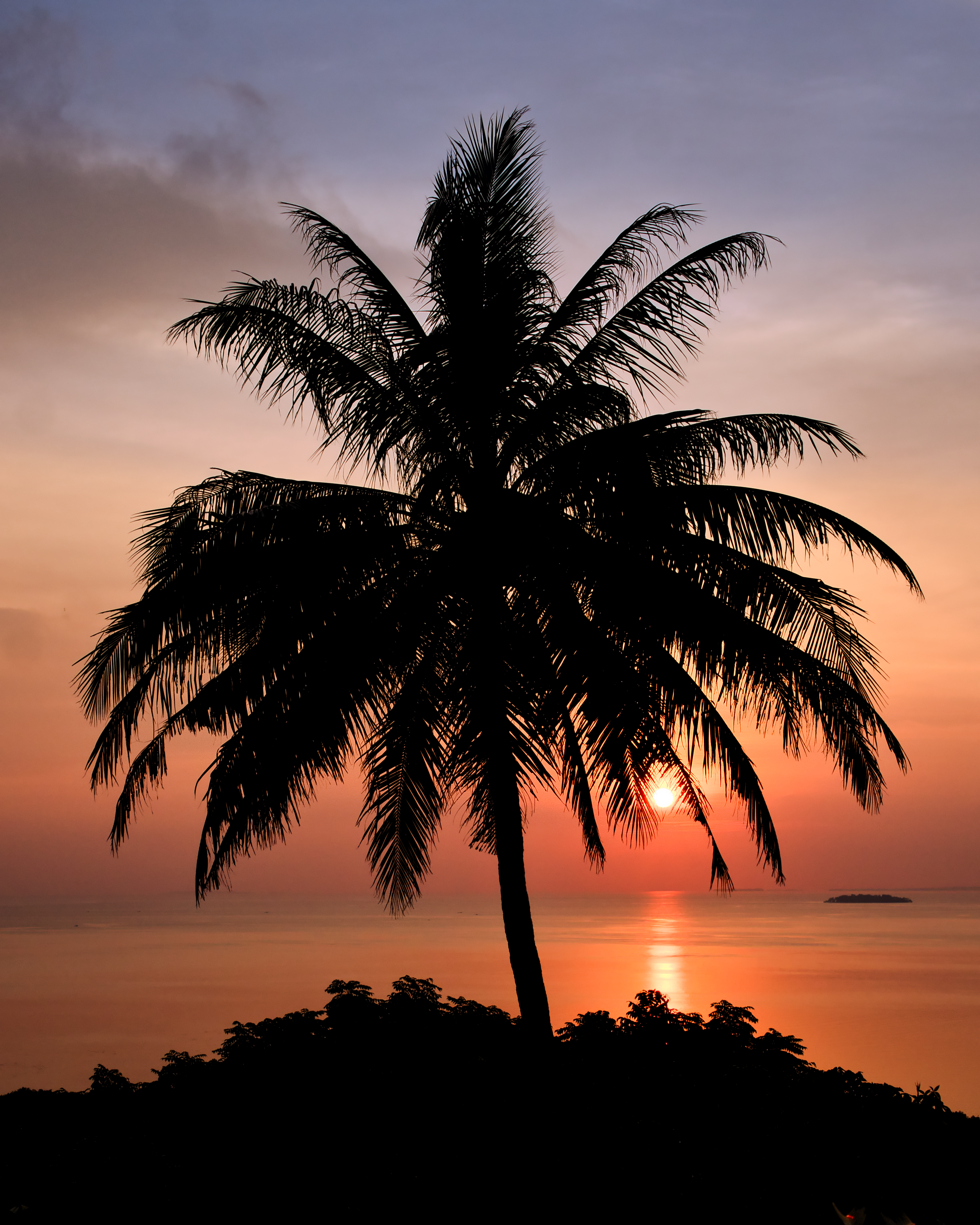 Palm silhouette