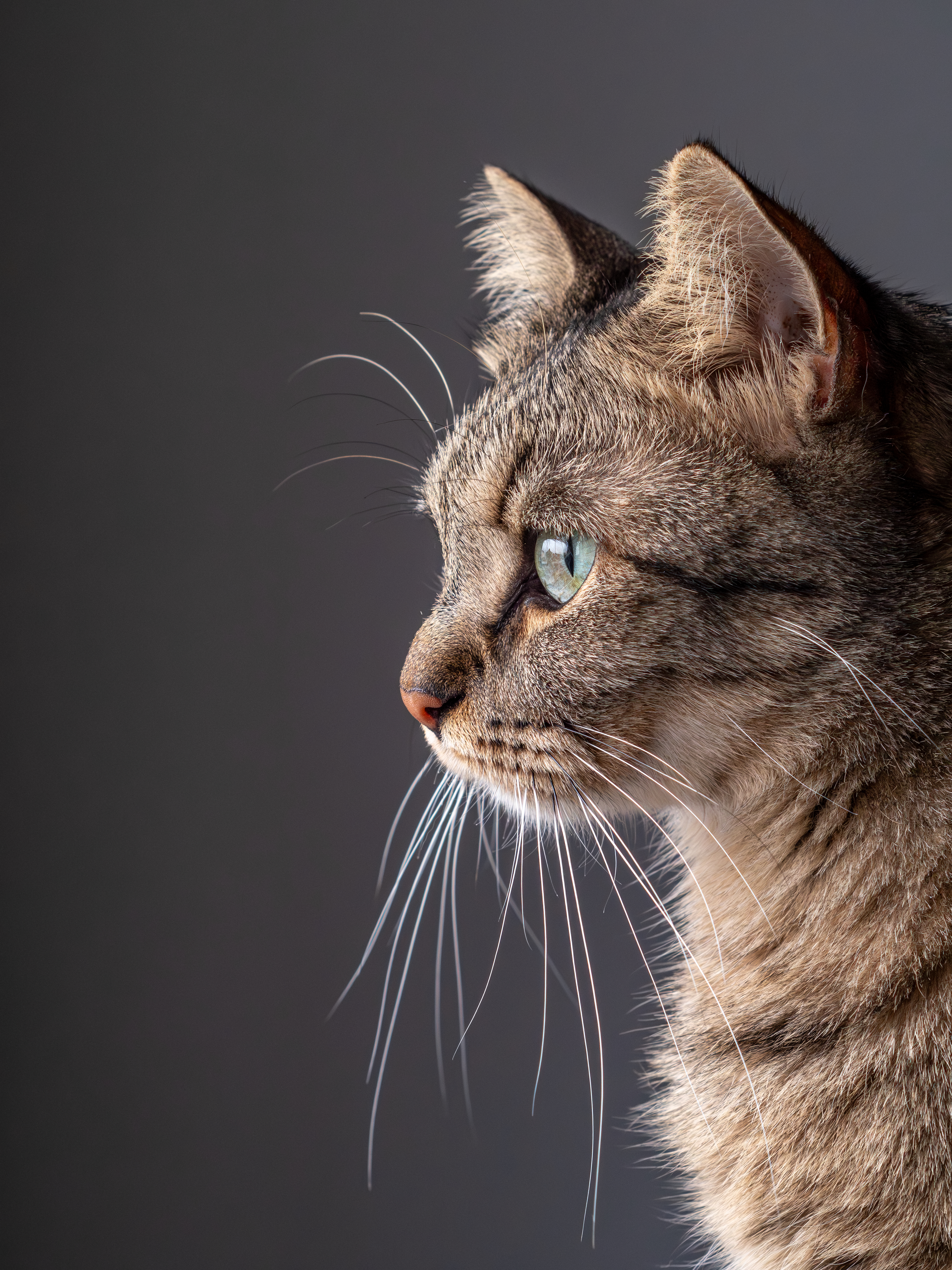 Seth the cat
