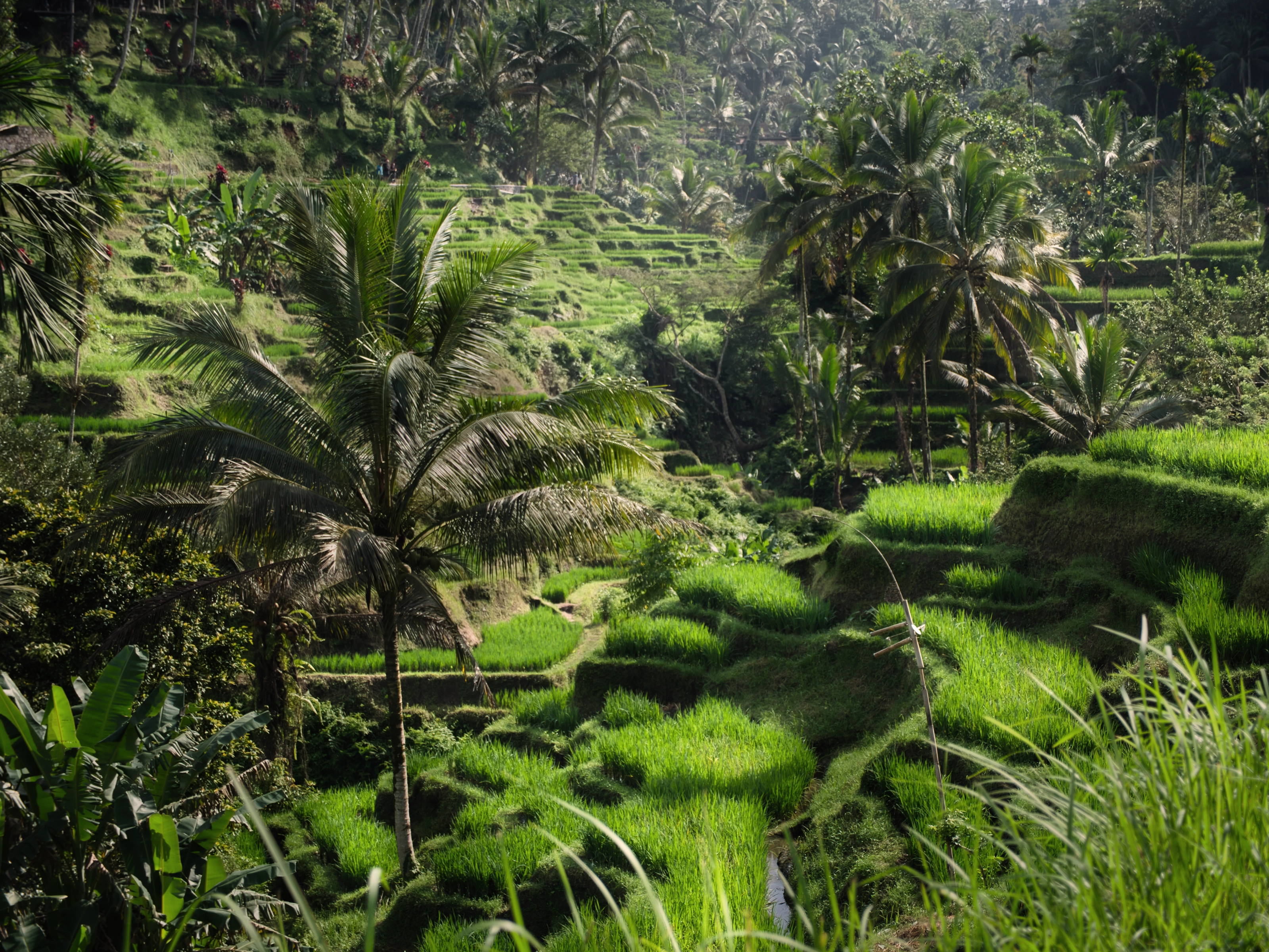 Rice paradise